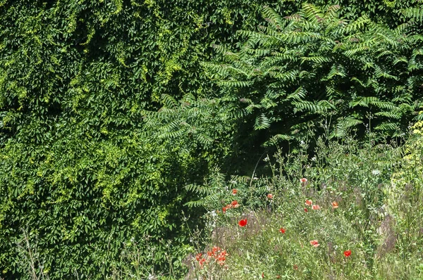 Pared Cultivada Con Vegetación Verde Parque Como Fondo Natural — Foto de Stock