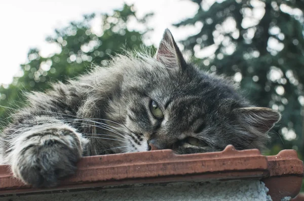Roztomilé Ženské Mourovatá Kočka Ležící Zahradní Zdi Horní Closeup — Stock fotografie