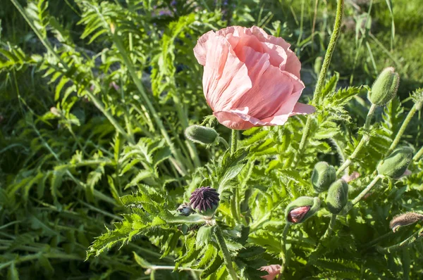 Güneşli Bir Günde Oriental Poppy Çiçek Blossom Closeup Pembe — Stok fotoğraf