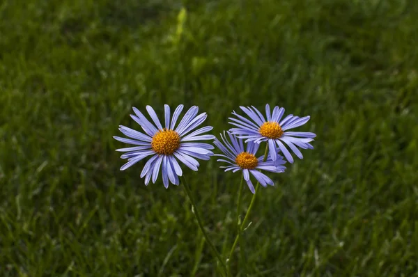New England Mavi Dalya Çiçek Closeup Yeşil Çim Çayır Arka Telifsiz Stok Imajlar