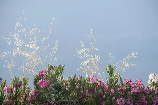 Violet colors of oleanders against the background of clear blue sky