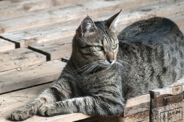 Męski Szary Pręgowany Kot Odpoczynek Drewniane Deski Podłogowe Zewnątrz — Zdjęcie stockowe