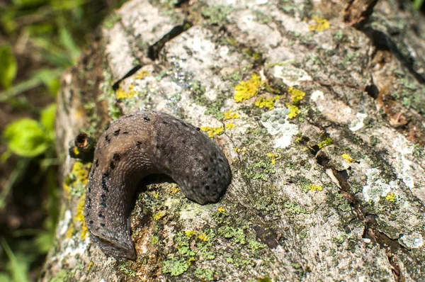 Wielki Land Slug Zbliżenie Kora Pnia Drzewa — Zdjęcie stockowe