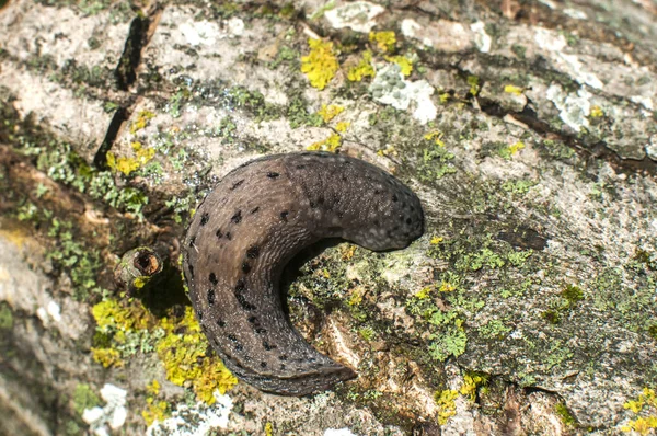 Büyük Arazi Slug Closeup Ağaç Gövde Kabuğu Üzerinde — Stok fotoğraf