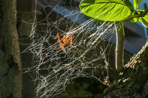 Spider Silk Web Närbild Växter Bakgrund — Stockfoto