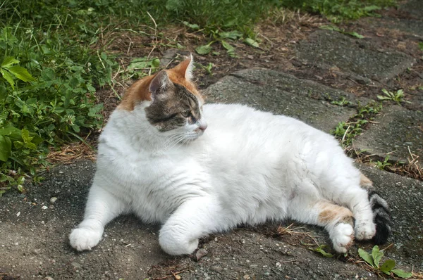 Witte Poes Liggend Landelijke Huis Tuin Achtertuin Stenen Tegels Closeup — Stockfoto