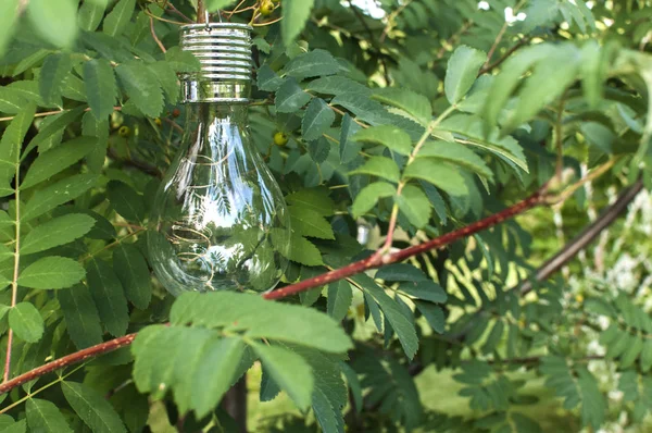 绿屋花园树枝上的太阳能灯泡悬挂 — 图库照片