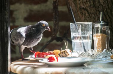 Cheeky pigeon eating food from restaurant table left over from the last customers food clipart