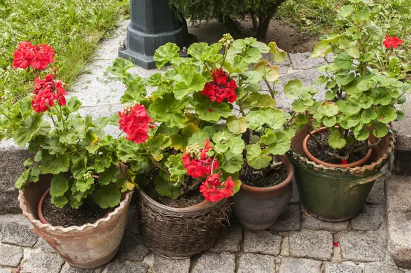 Ceramic Pots Red Geranium Flowers Stone Paving Closeup Garden Courtyard — Stock Photo, Image