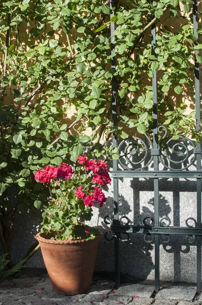 Ceramic pot of red geranium flower on overgrown with greenery house wall with decorative metal elements