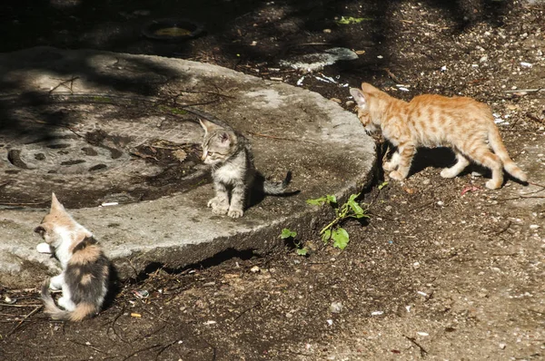 Małe Kociaki Ulicy Zabawy Kanalizacji Wału Słoneczny Dzień — Zdjęcie stockowe