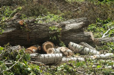 Doğranmış ve güneşli bir günde adet portre kesmek büyük eski kavak ağacı