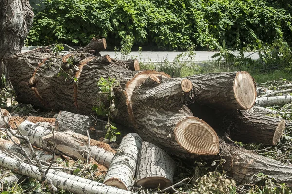 Grand Vieux Peuplier Haché Coupé Morceaux Gros Plan Dans Journée — Photo