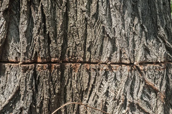 Gros Vieux Peuplier Tronc Arbre Écorce Avec Tronçonneuse Coupe Gros — Photo