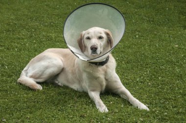 Elizabeth plastik koni tıbbi tasması var anti-bite için boyun giyen kadın krem labrador köpek koruma yeşil çim çayır üzerinde yara.