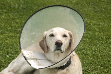 Elizabeth plastik koni tıbbi tasması var anti-bite için boyun giyen kadın krem labrador köpek koruma yeşil çim çayır üzerinde yara.