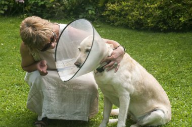 Yeşil çim çayırında ısırık önleyici yara koruması için Elizabeth dönemi plastik tasması takan Labrador köpeğine sarılan bir kadın.