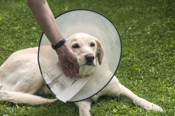 女性の手と女性のクリーム ラブラドール犬アンチかまの首にエリザベス朝プラスチック円錐形医療つばを身に着けている緑の草の牧草地の保護を傷 — ストック写真