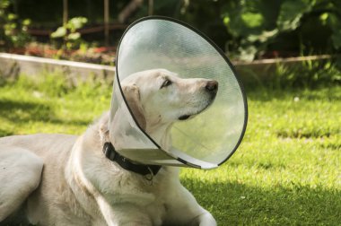 Elizabeth plastik koni tıbbi tasması var anti-bite için boyun giyen kadın krem labrador köpek koruma yeşil çim çayır üzerinde yara.