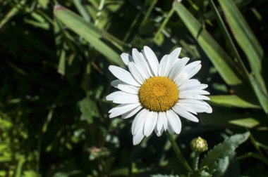Leucanthemum vulgare öküz göz papatya çiçek closeup yeşil çim zemin üzerine