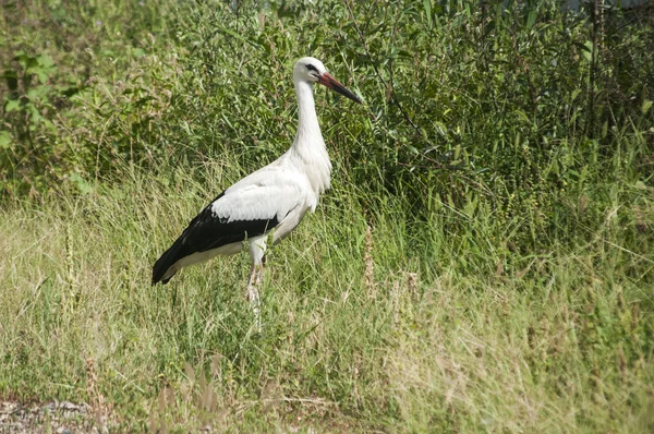 Vit Stork Närbild Grönska Bakgrund Solig Sommardag — Stockfoto