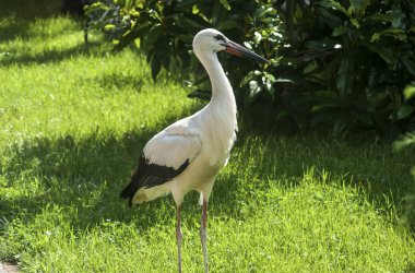 Gün güneşli yaz yeşil zemin üzerine beyaz leylek portre