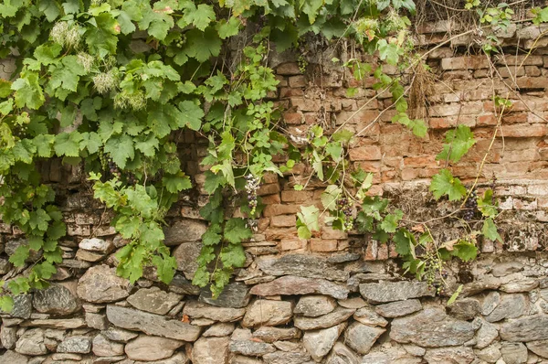 Eski Kırsal Yaşlı Taş Tuğla Ülke Bahçe Duvarının Sürünen Bitkiler Telifsiz Stok Imajlar
