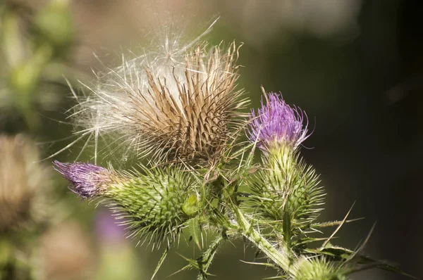 A beautiful color of blooming head donkey thistle closeup as natural floral background