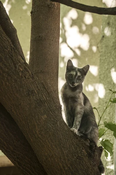 Szép Fiatal Női Utcai Cat Hegymászás Vértes — Stock Fotó