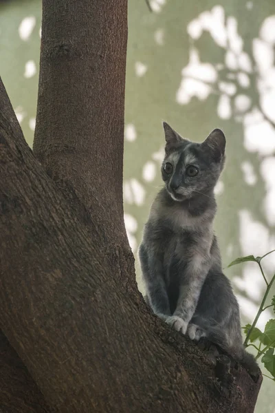 Szép Fiatal Női Utcai Cat Hegymászás Vértes — Stock Fotó