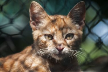 Biraz zencefil tabby yavru kedi closeup yeşil tel net çit arkasında