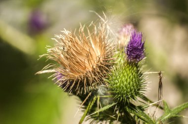 Çiçeklenme baş eşek thistle closeup doğal çiçek arka plan olarak güzel bir renk