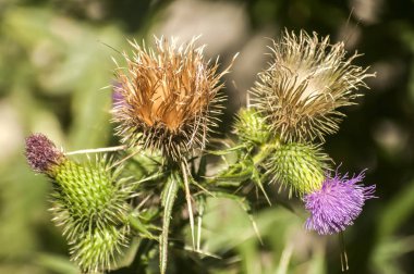Çiçeklenme baş eşek thistle closeup doğal çiçek arka plan olarak güzel bir renk