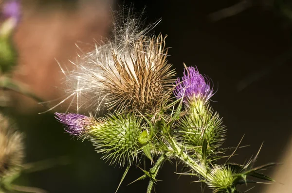 A beautiful color of blooming head donkey thistle closeup as natural floral background