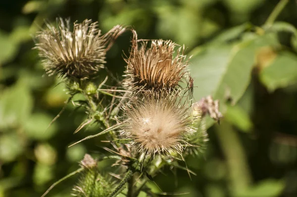 A beautiful color of blooming head donkey thistle closeup as natural floral background