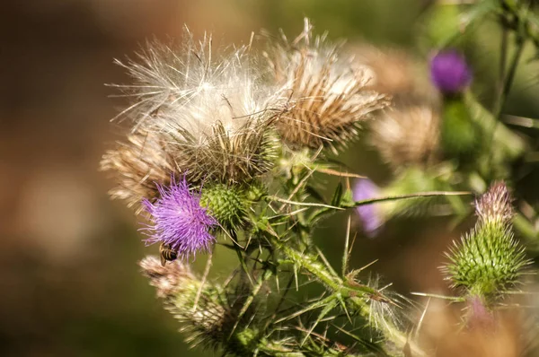 Bel Colore Testa Fiorita Asino Cardo Primo Piano Come Sfondo — Foto Stock