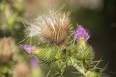 Çiçeklenme baş eşek thistle closeup doğal çiçek arka plan olarak güzel bir renk
