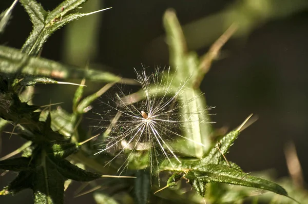 A beautiful color of blooming head donkey thistle closeup as natural floral background