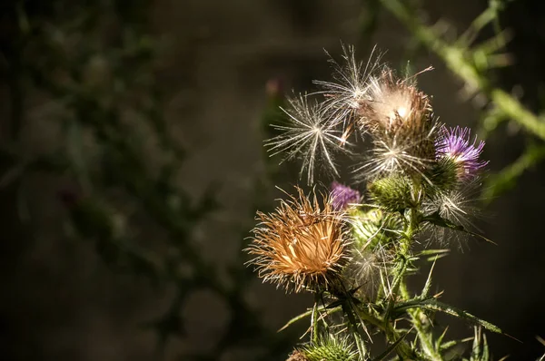 A beautiful color of blooming head donkey thistle closeup as natural floral background