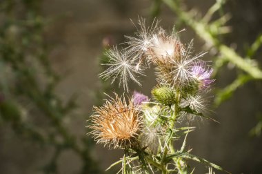 Çiçeklenme baş eşek thistle closeup doğal çiçek arka plan olarak güzel bir renk