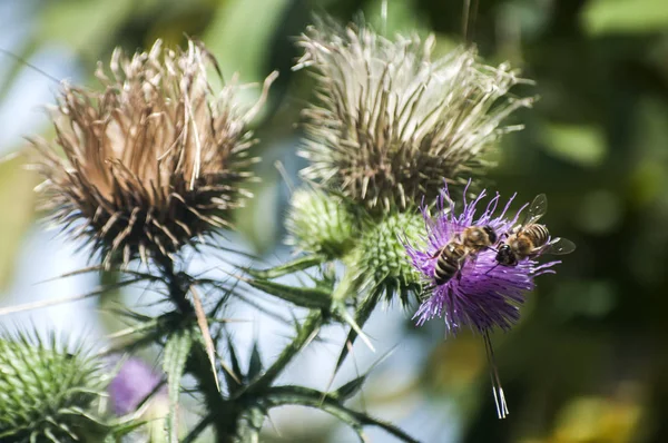 A beautiful color of blooming head donkey thistle with wild bee on it closeup as natural background