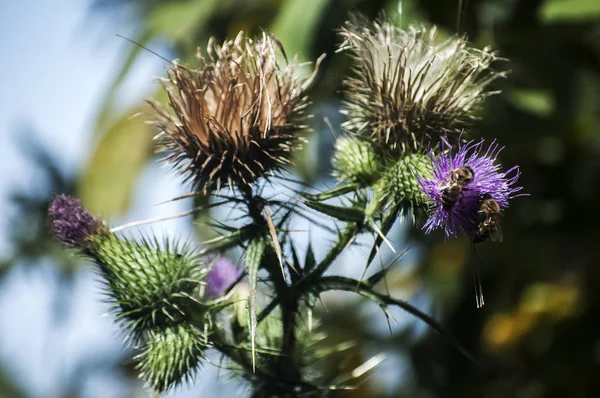 A beautiful color of blooming head donkey thistle with wild bee on it closeup as natural background