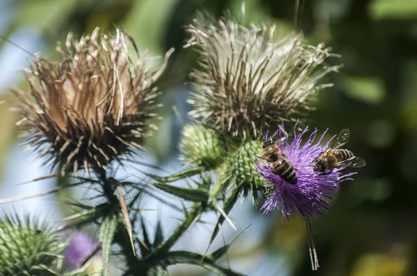 それを野生の蜂と咲く頭のロバ アザミの色が美しい自然の背景としてクローズ アップ — ストック写真