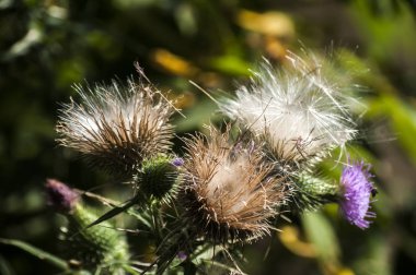 Çiçeklenme baş eşek thistle closeup doğal çiçek arka plan olarak güzel bir renk