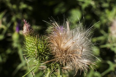 Çiçeklenme baş eşek thistle closeup doğal çiçek arka plan olarak güzel bir renk