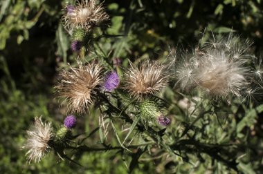 Çiçeklenme baş eşek thistle closeup doğal çiçek arka plan olarak güzel bir renk