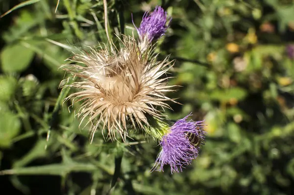 Bel Colore Testa Fiorita Asino Cardo Con Ape Selvatica Esso — Foto Stock