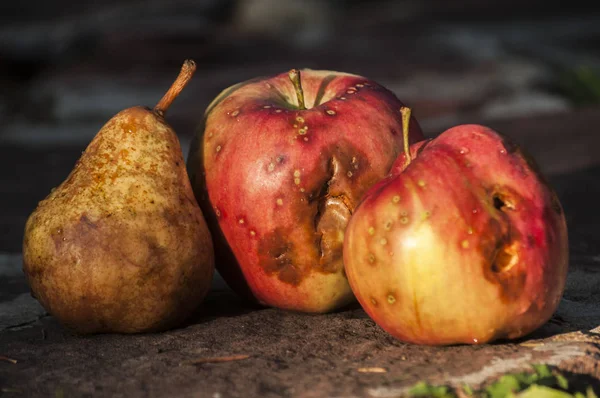 Organic Tarde Verão Vermelho Amarelo Variedade Maçã Russeting Pêra Frutas — Fotografia de Stock