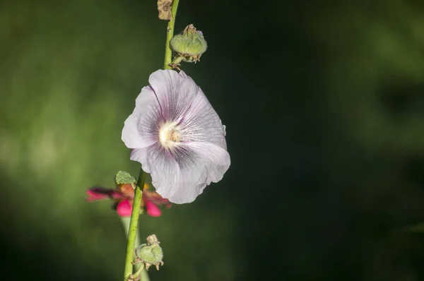 Квітуча Квітка Герані Крупним Планом Квітковий Фон — стокове фото