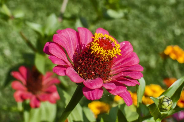 Zinnia Flower Head Closeup Floral Background — Stok fotoğraf